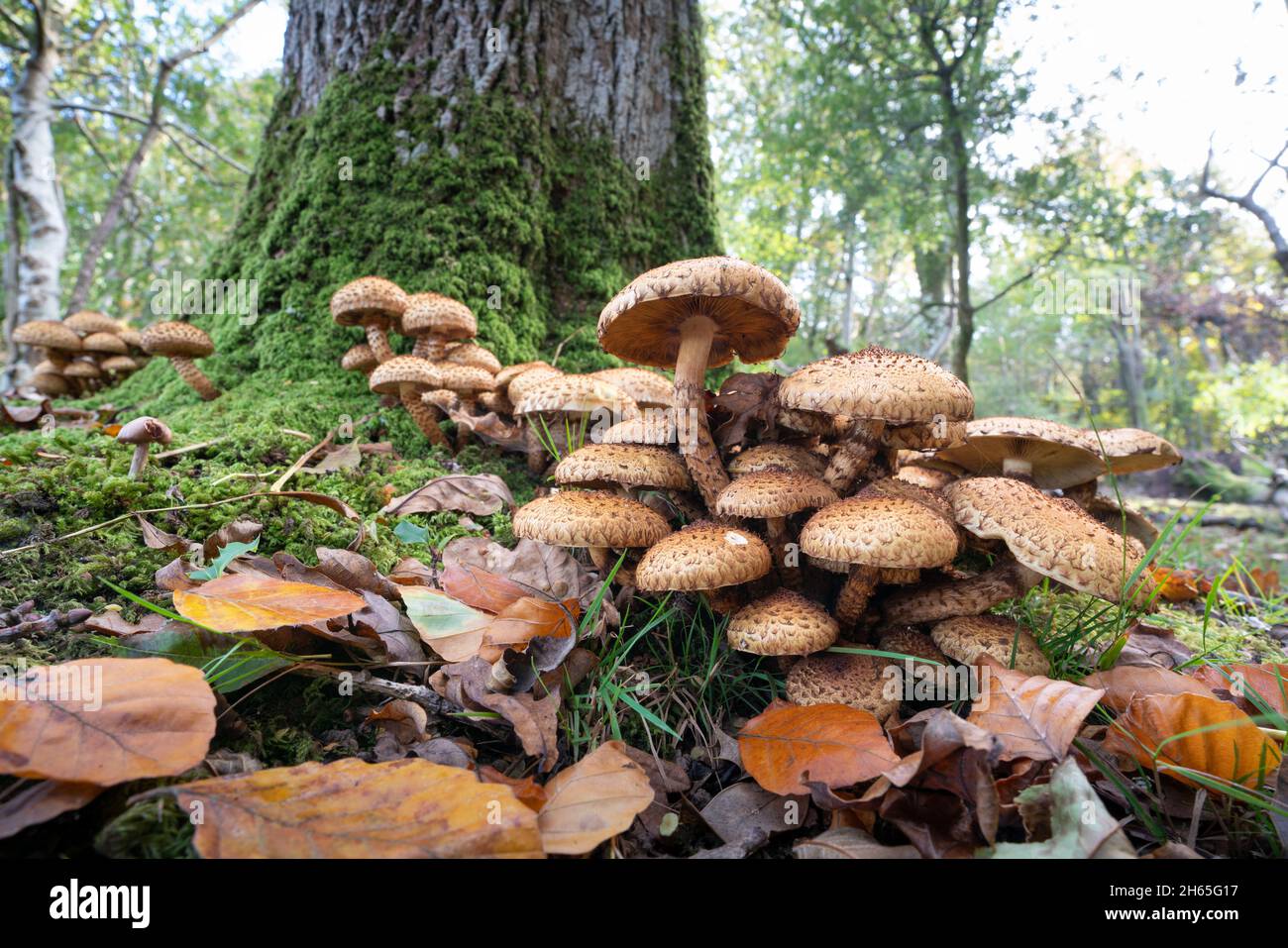 Eine Gruppe von „Schaggy Scaleyccap“-Pilzen in Südengland Stockfoto