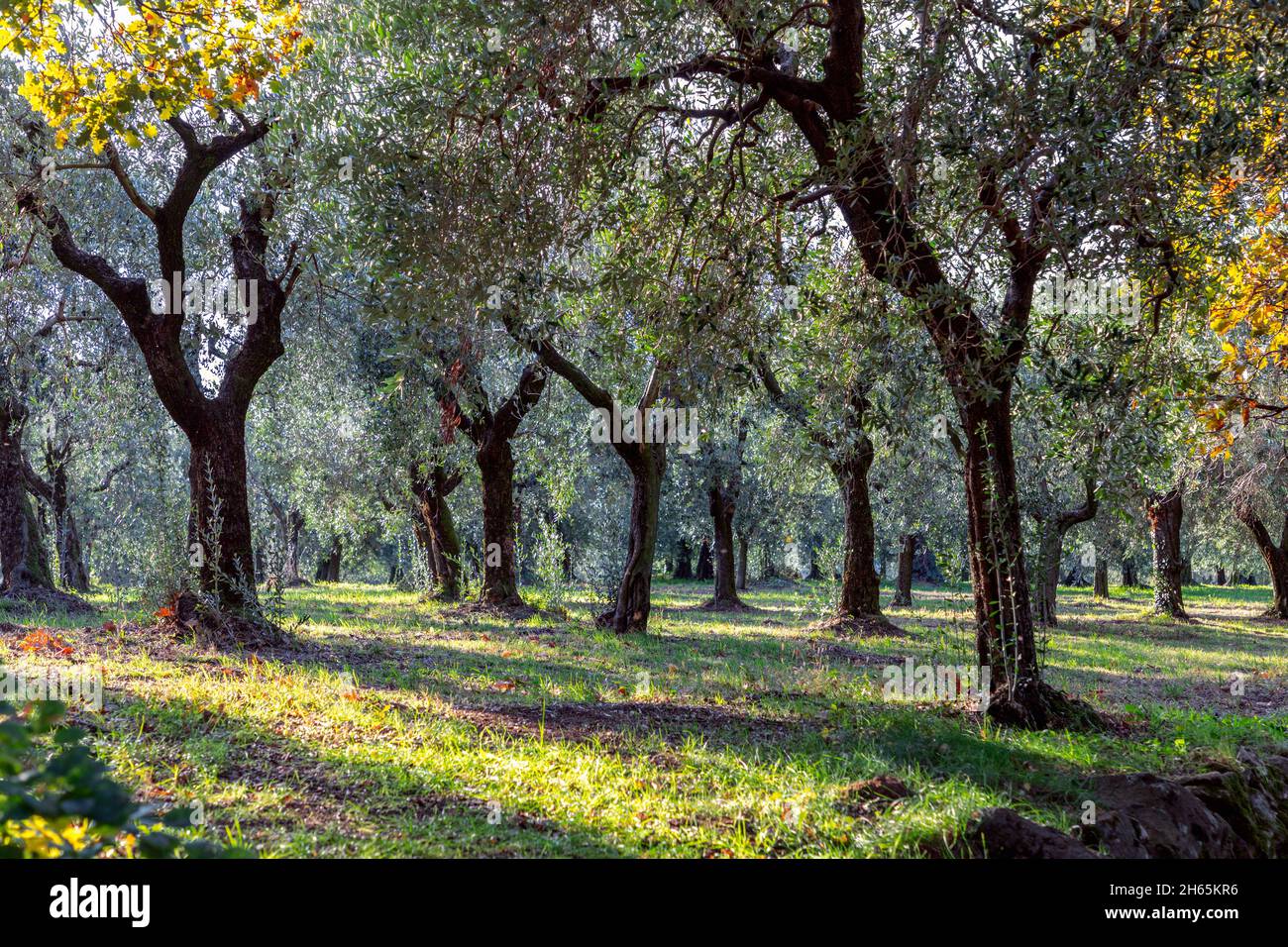 Ein Olivenhain, der von der niedrigen Herbstsonne beleuchtet wird Stockfoto