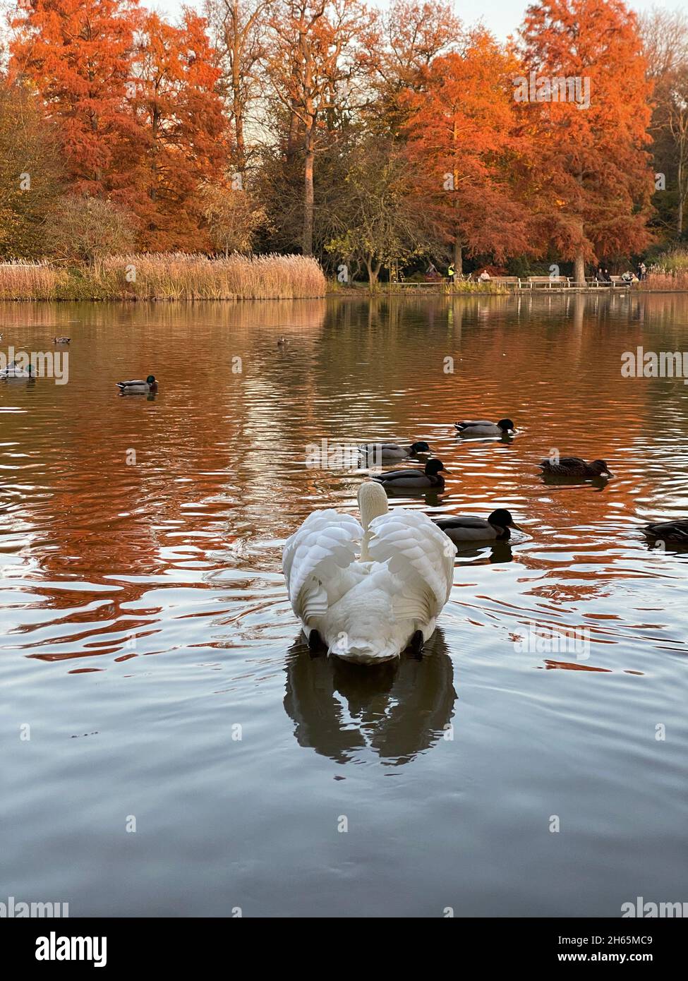 Vögel auf See im Herbst Stockfoto