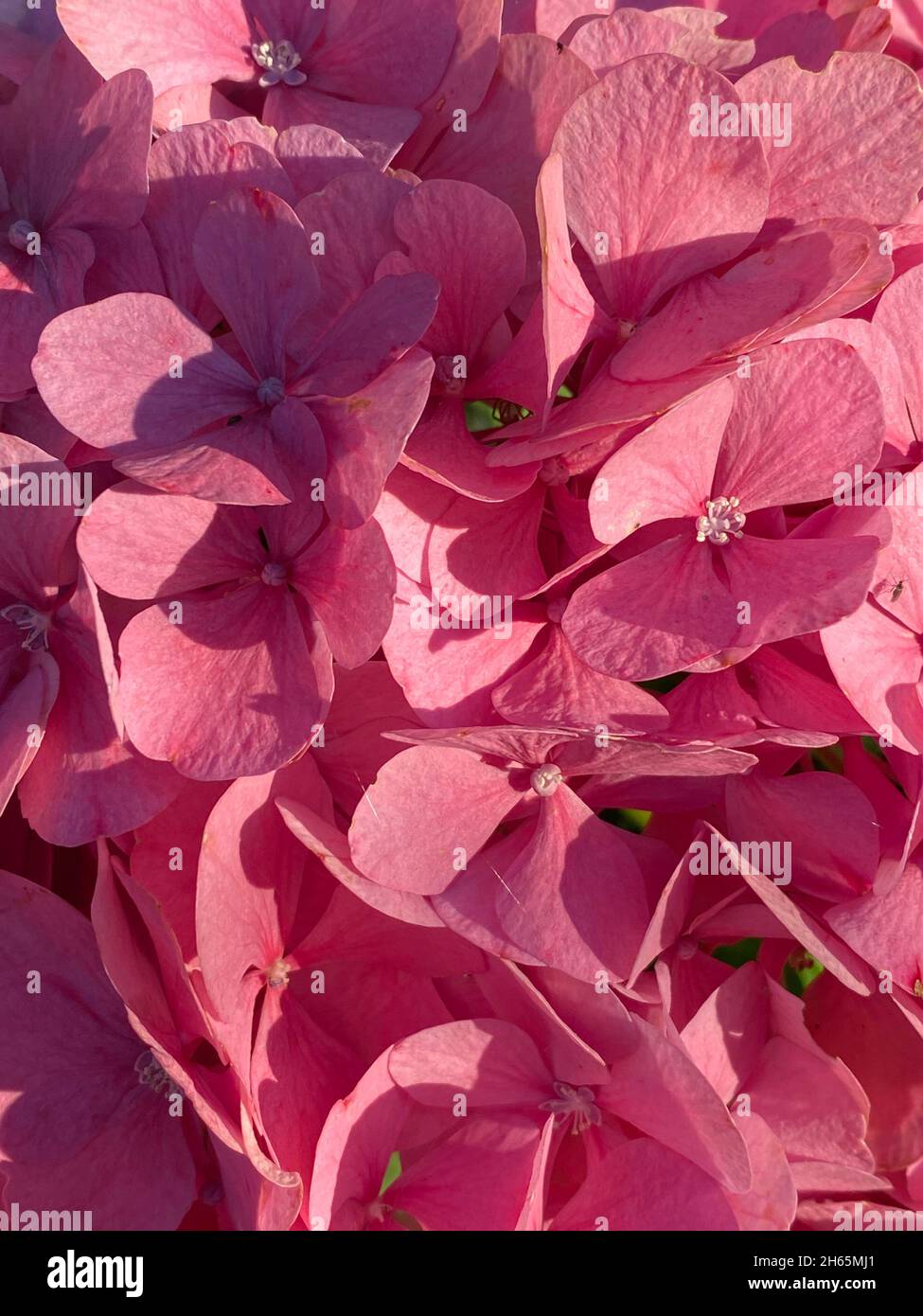 rosa Hortensie rosa Hydrangeas Nahaufnahme Stockfoto