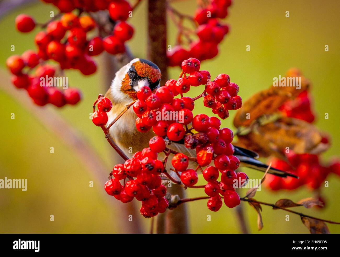 Der Goldfinkenvögel sitzt auf einem Ebereschen-Ast und blickt hinter Trauben von leuchtend roten Beeren hervor Stockfoto