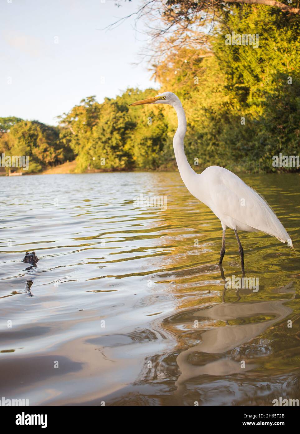 Silberreiher (ardea alba) steht im Wasser und wartet auf Beute Stockfoto