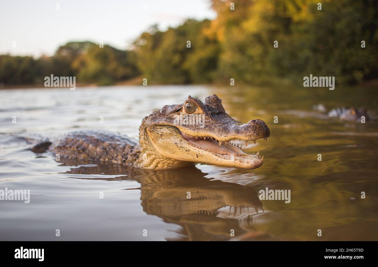Niedlicher kleiner Alligator lächelt im Wasser für die Kamera Stockfoto