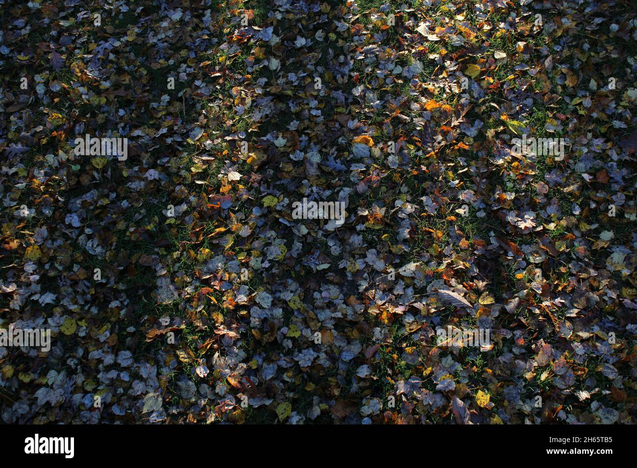 Morgensonne auf herbstlichen Blättern Stockfoto