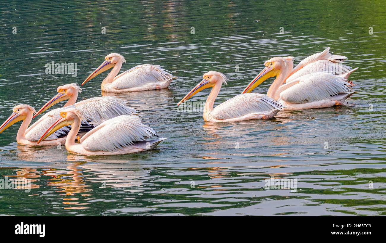Rosa Pelikane in einem See schwimmen in einer Gruppe Stockfoto