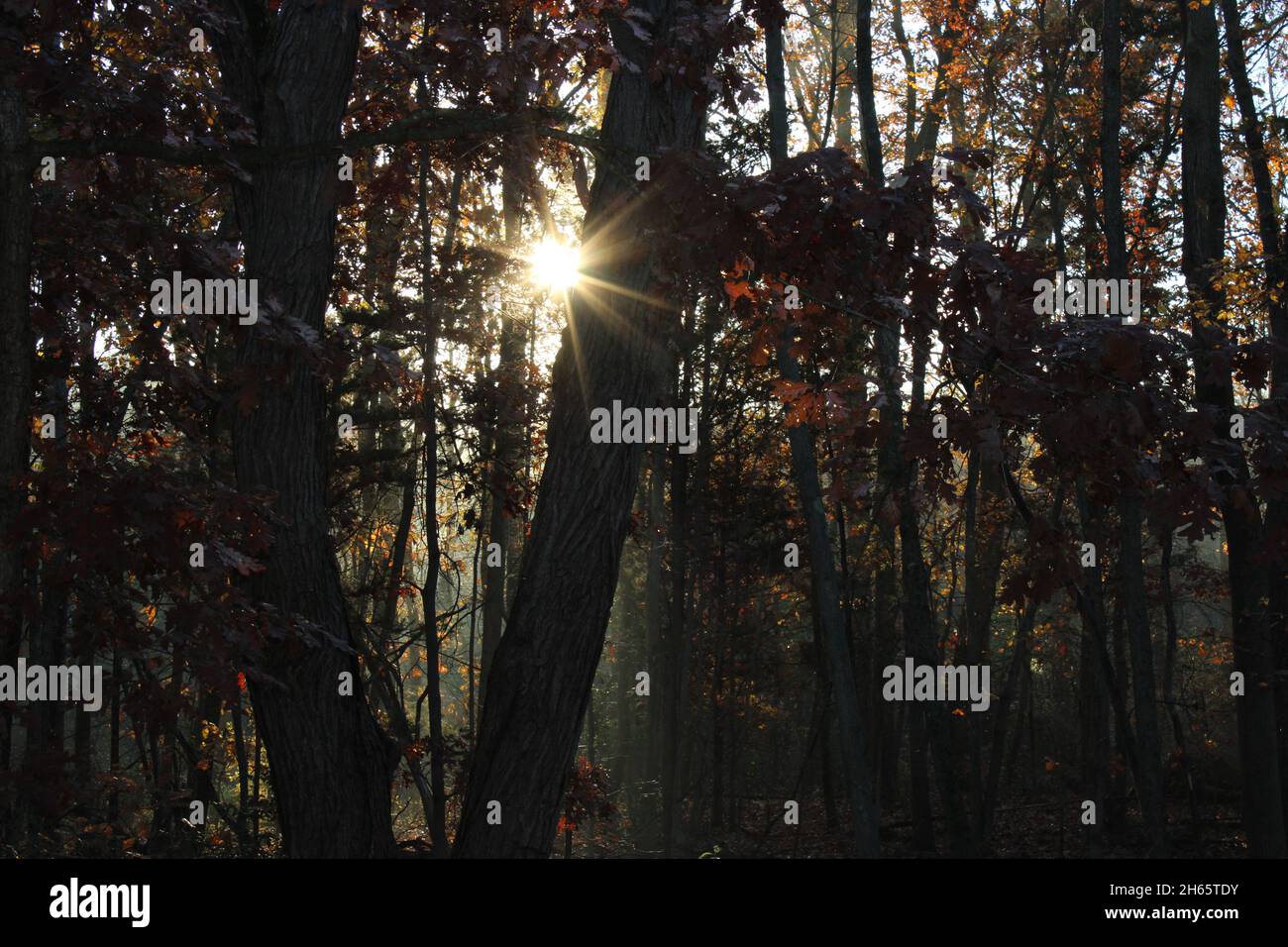 Sonnenlicht scheint durch einen dunklen Wald Stockfoto