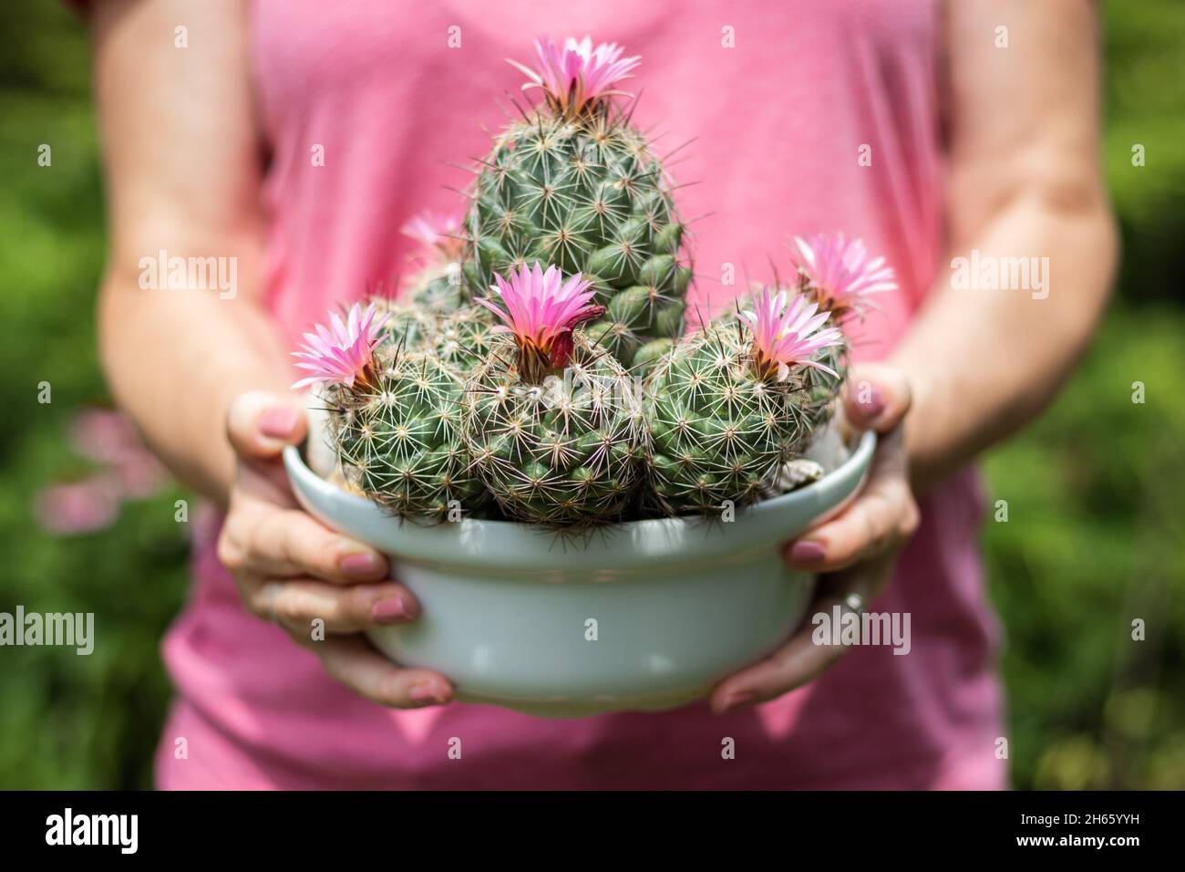 Frau hlt blhenden Kaktus mit rosa Blume im Topf. Mammillaria scrippsiana. Blhender  Kaktus im Blumentopf Stockfotografie - Alamy