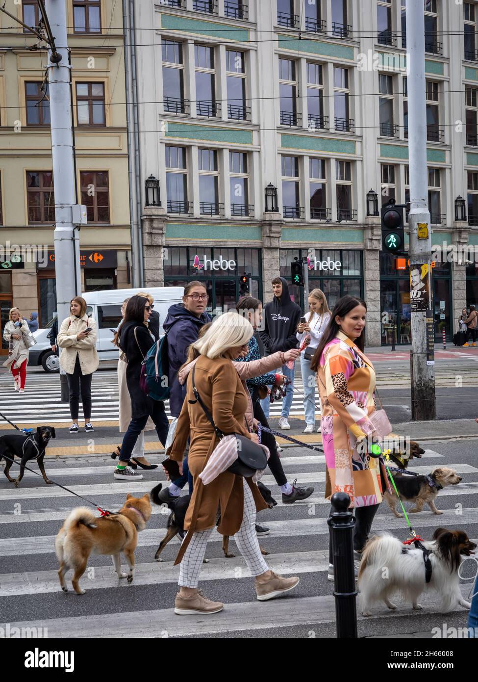 Breslau, Polen - 19. September 2021: Hunde an der Leine und ihre Besitzer während einer Hundeparade in der Innenstadt von Breslau. Stockfoto