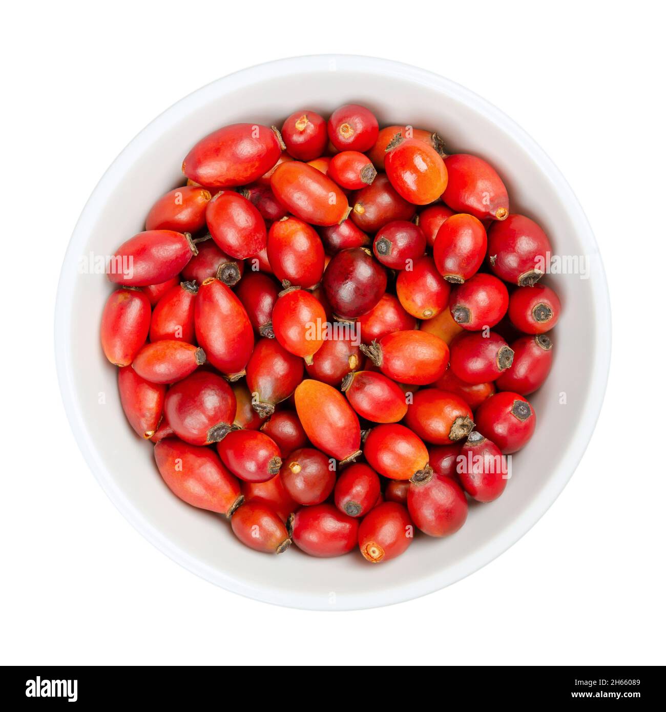 Frische, wilde Hagebutten in einer weißen Schale. Auch bekannt als Rose Haw oder Rose Hep. Reife und intensive rote Früchte, die für Kräutertees, Marmelade und roh gegessen werden Stockfoto