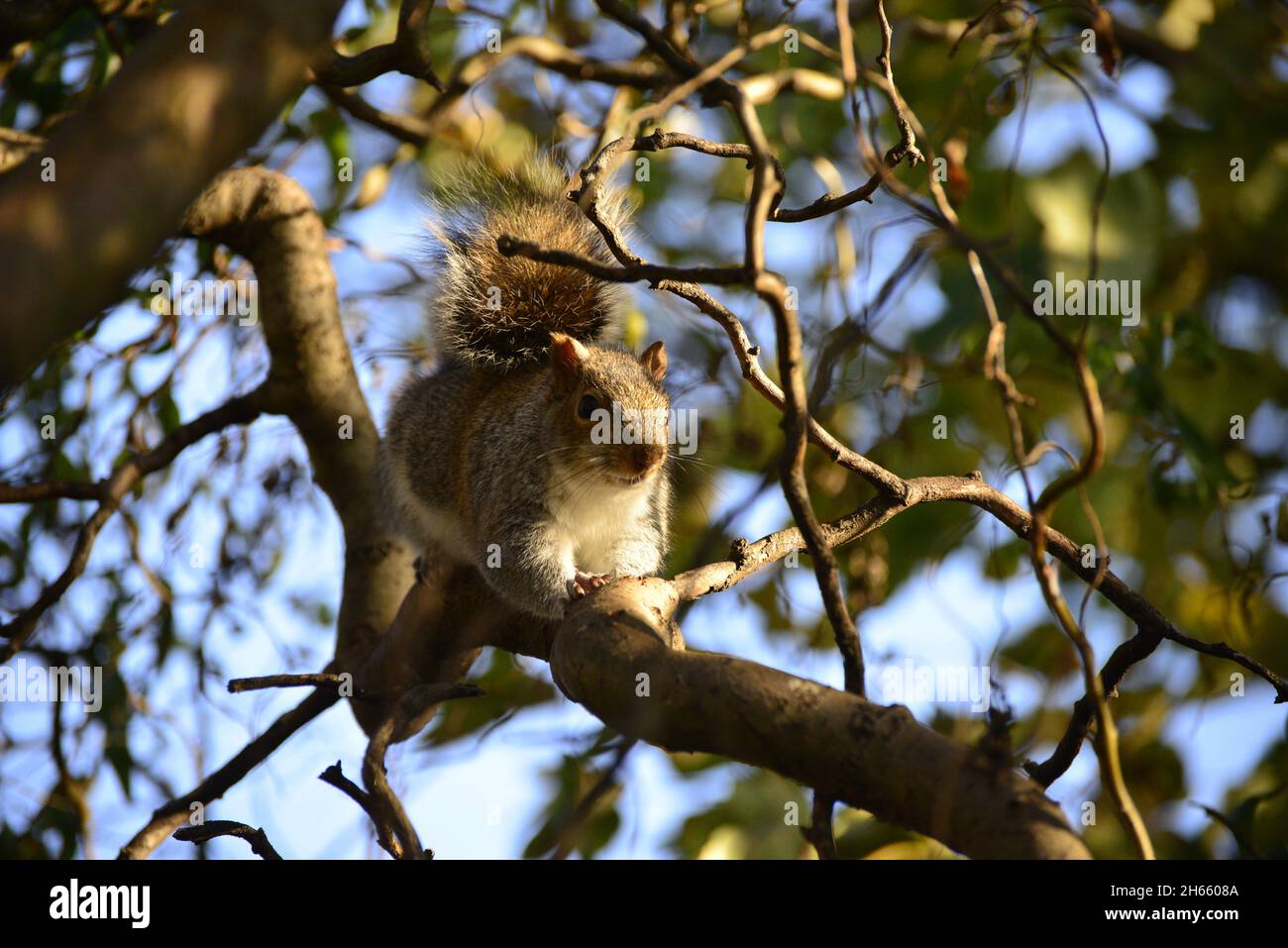 Grauhörnchen Stockfoto