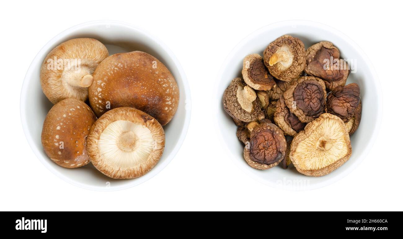 Frische und getrocknete Shiitake-Pilze, in weißen Schalen. Lentinula edodes, essbare Pilze, aus Ostasien, auch in der traditionellen Medizin verwendet. Stockfoto