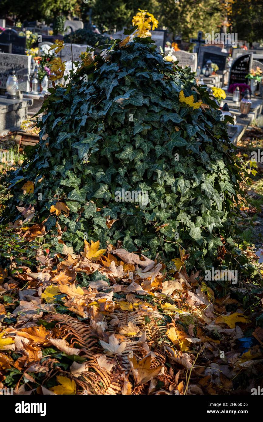 Efeupflanze und grab -Fotos und -Bildmaterial in hoher Auflsung  Alamy