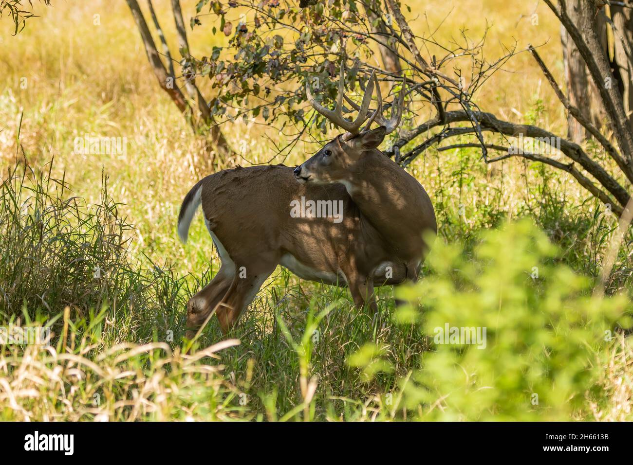 Am Morgen auf der Wiese Hirsch Stockfoto