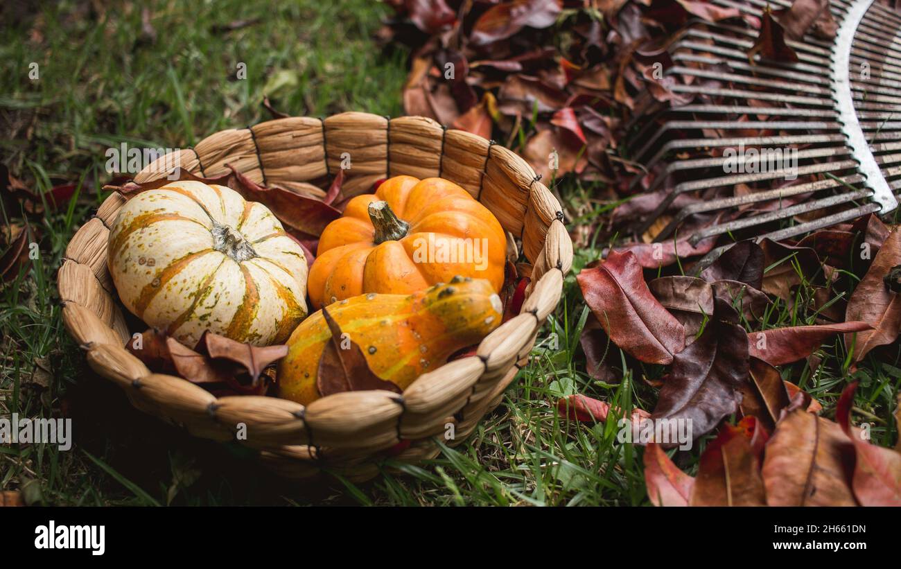 Hintergrund von Mini-Kürbis auf Herbstblättern Stockfoto