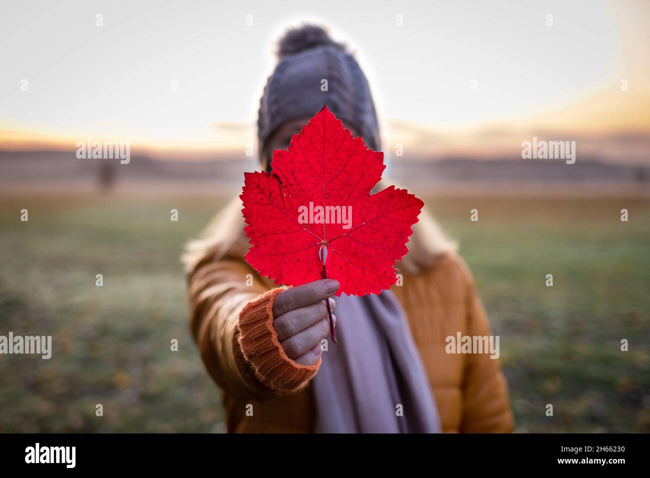 Frau hält rotes Blatt vor ihrem Gesicht. Herbst nebligen Morgen in der Natur. Frau in warmer Kleidung bei kaltem Wetter im Freien Stockfoto