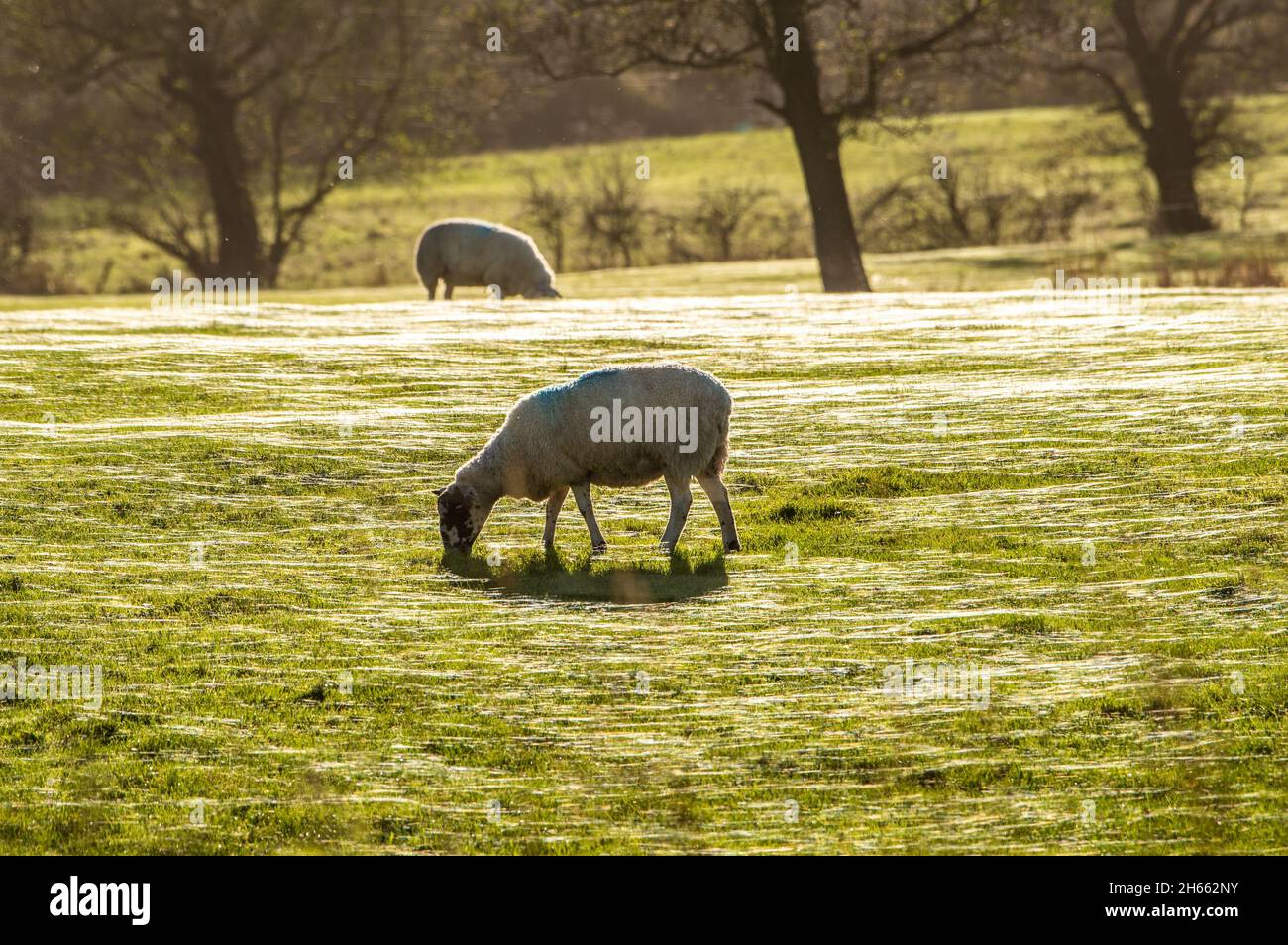 Longridge, Preston, Lancashire, Großbritannien. November 2021. Die Sonne am Nachmittag fängt die Spinnweben auf einem Feld, das von Schafen beweidet wird, in Longridge, Preston, Lancashire, Großbritannien. Quelle: John Eveson/Alamy Live News Stockfoto