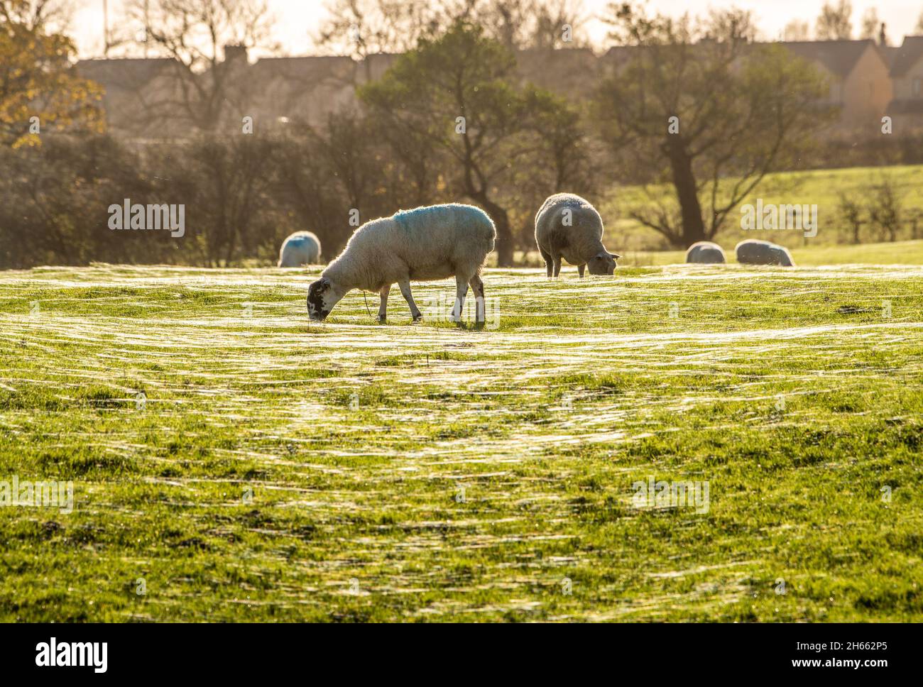 Longridge, Preston, Lancashire, Großbritannien. November 2021. Die Sonne am Nachmittag fängt die Spinnweben auf einem Feld, das von Schafen beweidet wird, in Longridge, Preston, Lancashire, Großbritannien. Quelle: John Eveson/Alamy Live News Stockfoto