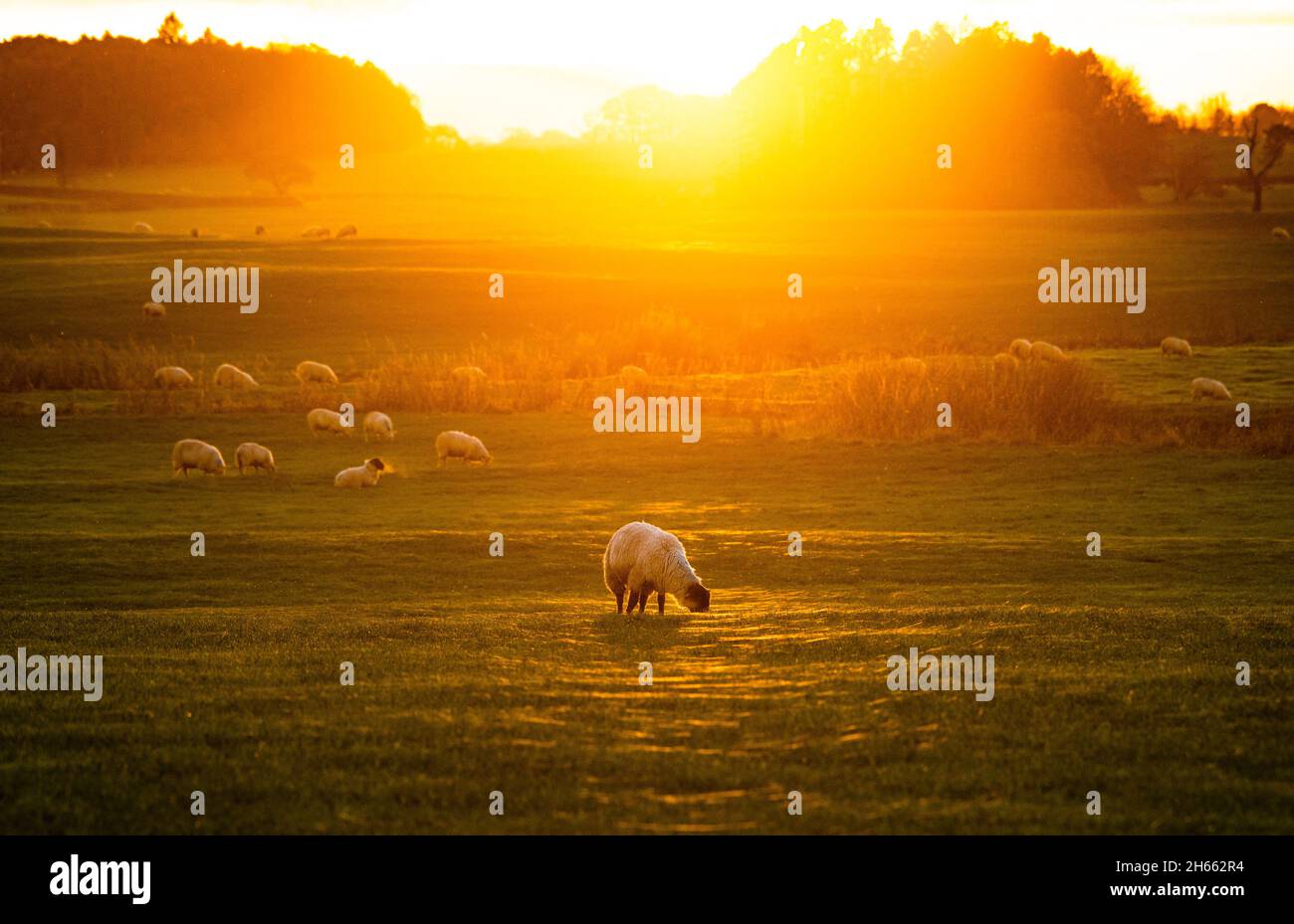 Longridge, Preston, Lancashire, Großbritannien. November 2021. Der Sonnenuntergang, der die Spinnweben auf einem von Schafen beweideten Feld in Longridge, Preston, Lancashire, Großbritannien, fängt. Quelle: John Eveson/Alamy Live News Stockfoto