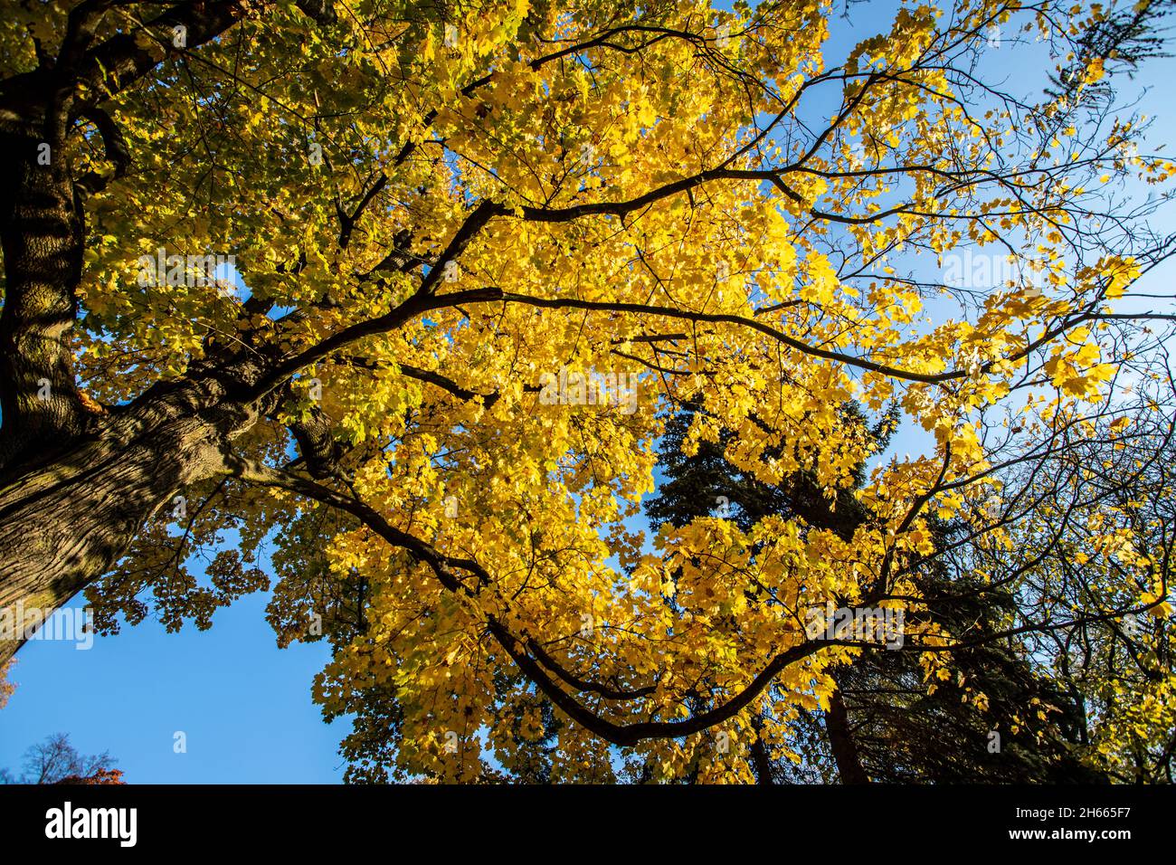 Blätter im Herbst gegen blauen Himmel Stockfoto