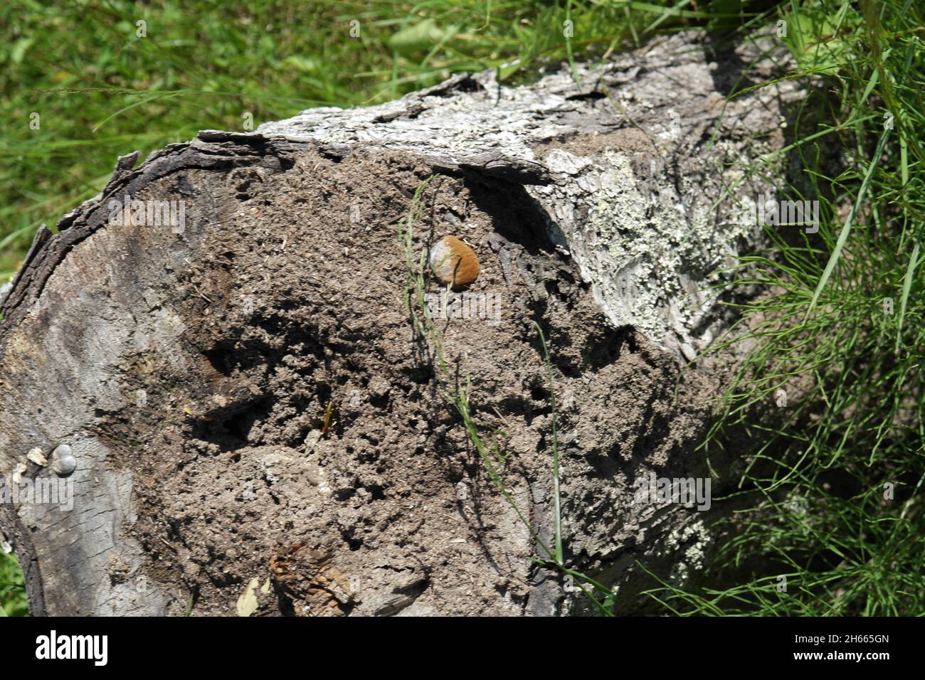 Stumpf in der Nähe Stockfoto