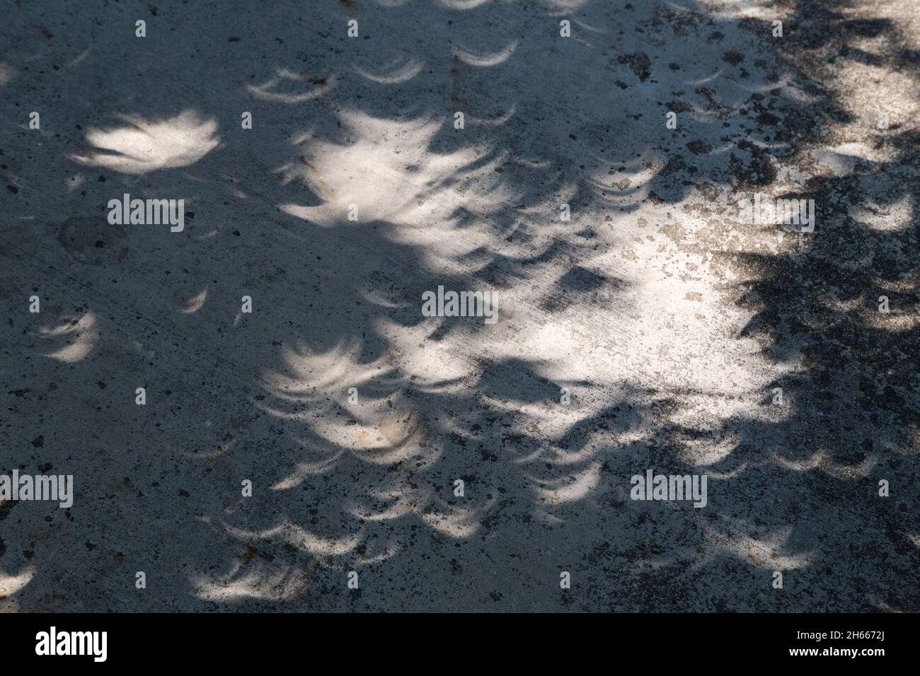 Sonnenfinsternis Schatten auf dem Boden in Blättern Stockfoto