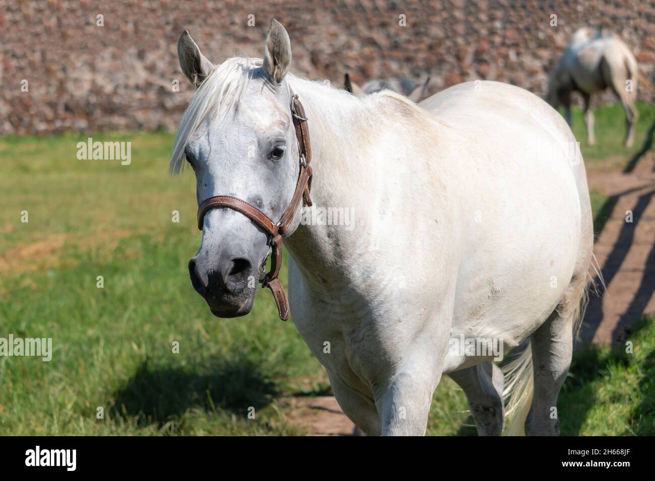 Graues Pferd mit braunen Augen. Sumemr-Saison Stockfoto