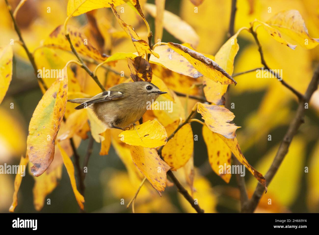 Der kleinste Vogel in Europa, Goldcrest (Regulus regulus), stand an einem bunten Herbsttag in Estland auf einem Ast. Stockfoto