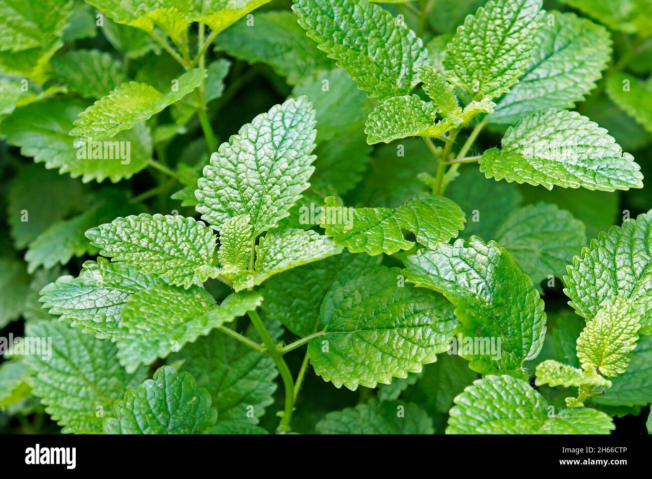 Zitronenmelisse, Melisse oder Minze (Melissa officinalis) im Garten Stockfoto