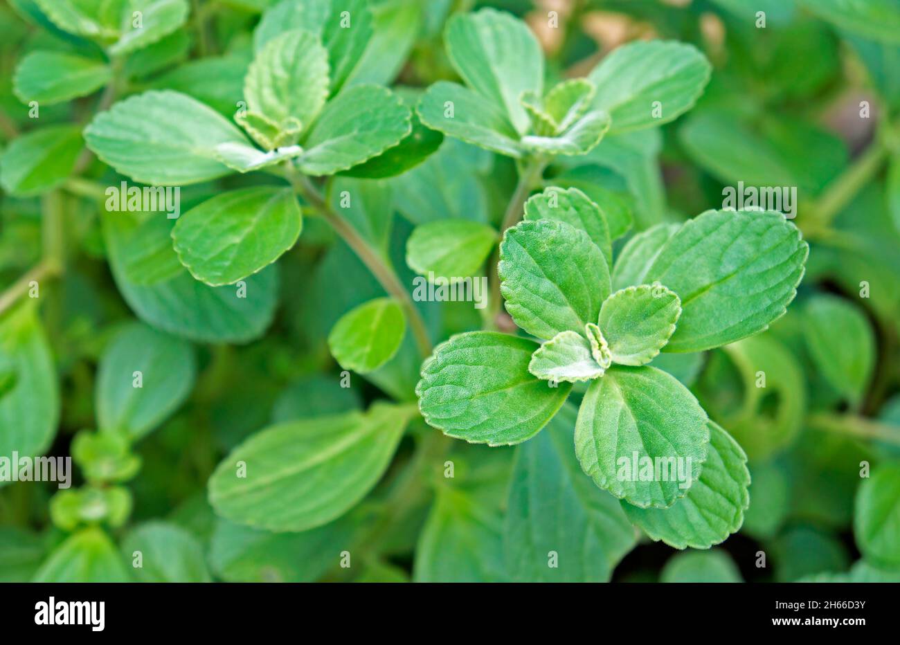 Hundebane Pflanze im Garten (Plectranthus ornatus) Stockfoto