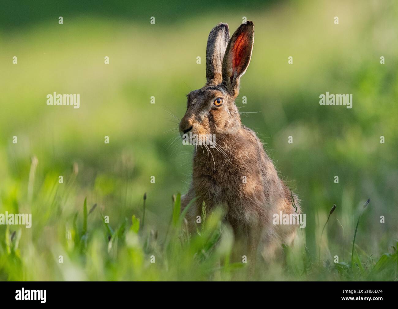 Ein ziemlich ernst aussehender Hase, der im Gras im Sonnenschein sitzt. Seine Ohren werden von der Sonne erleuchtet. Suffolk, Großbritannien Stockfoto