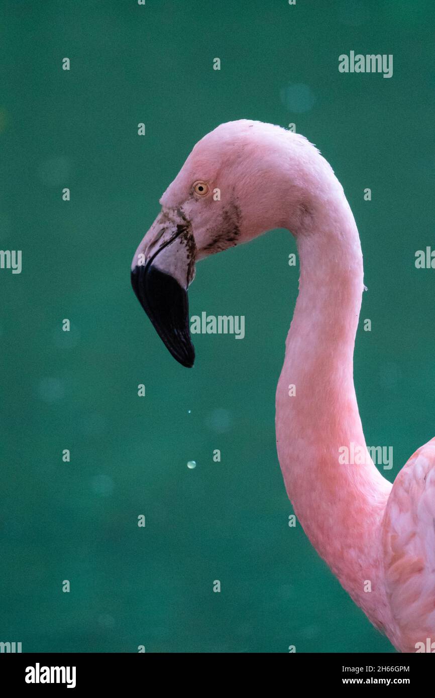 Rosafarbenes Flamingokopf- und Nackenporträt vor grünem Wasserhintergrund Stockfoto