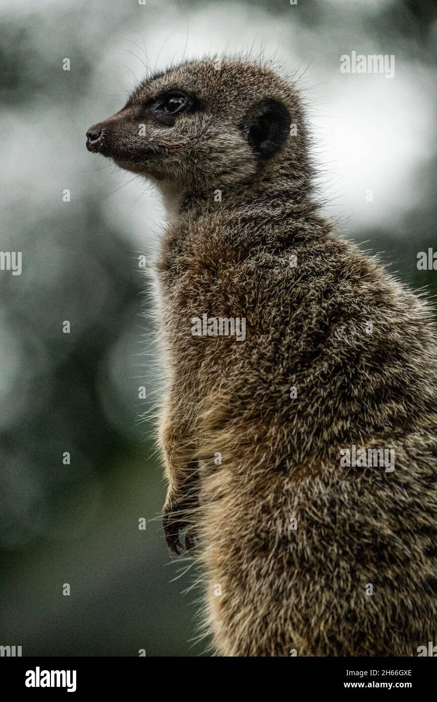 Erdmännchen-Standalarm in Profil mit weichem, verschwommenem Hintergrund Stockfoto