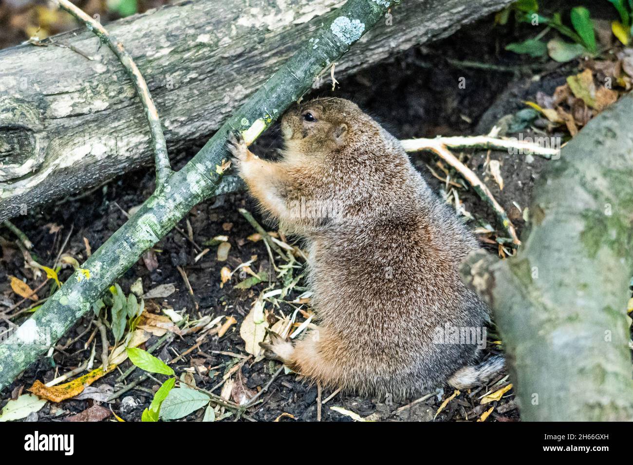 Eichhörnchen zwischen gefallenen Stämmen und Herbstblättern im Wald von Devon Stockfoto