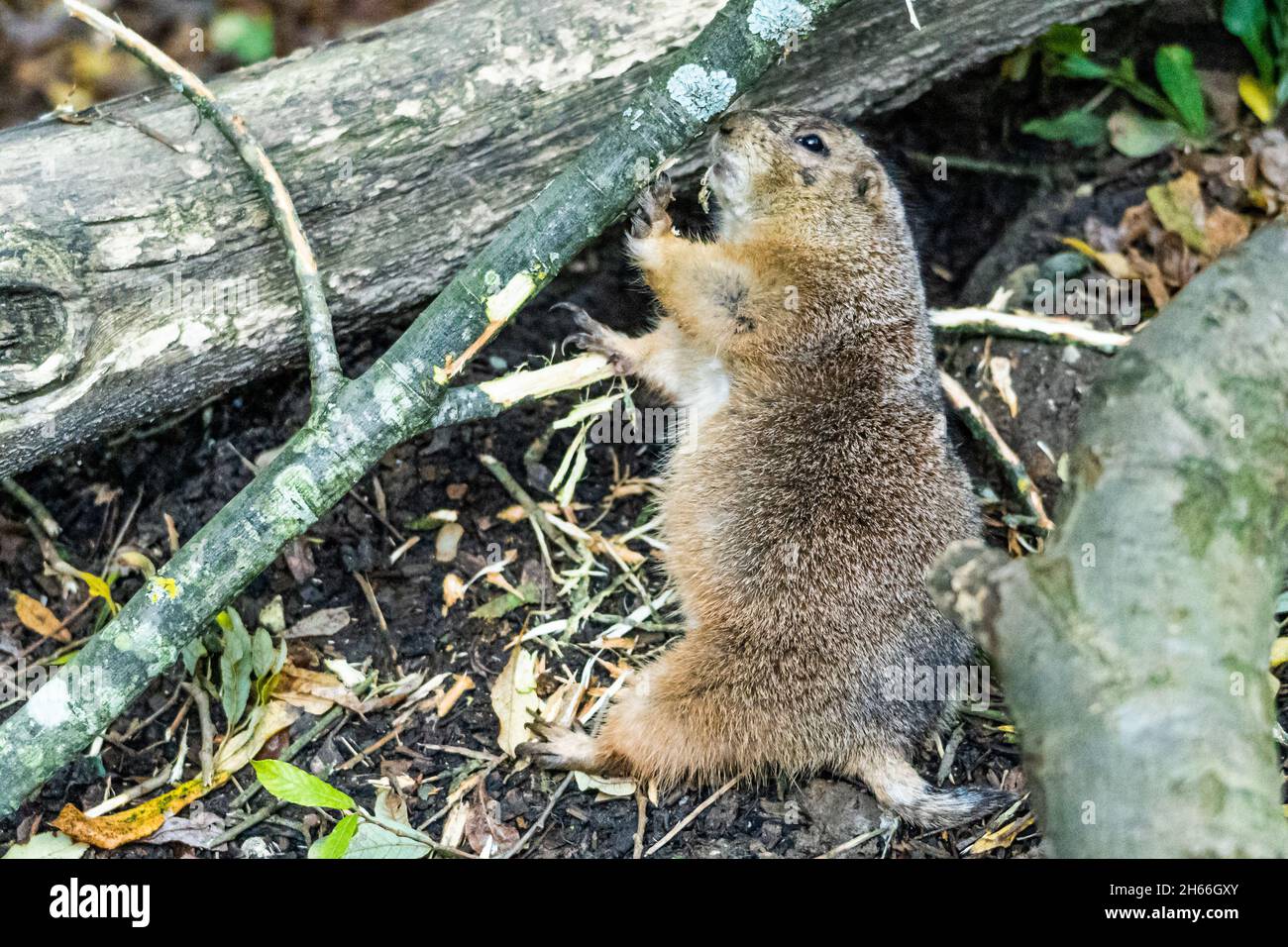 Präriehund steht aufrecht zwischen umgefallenen Baumstämmen in natürlichen Waldgebieten Stockfoto