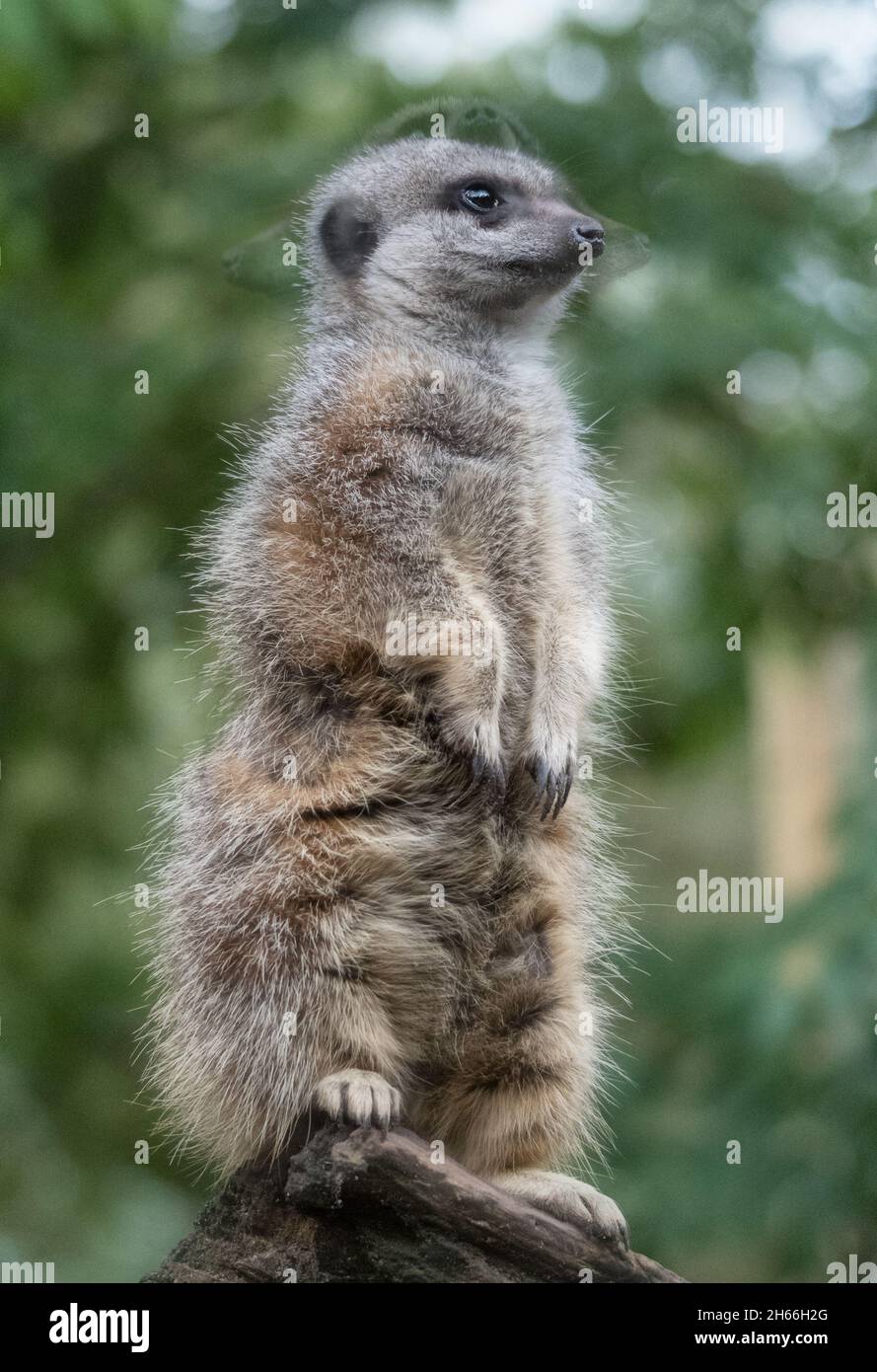 Erdmännchen steht aufrecht in wacher Haltung mit verschwommenem grünem Hintergrund Stockfoto