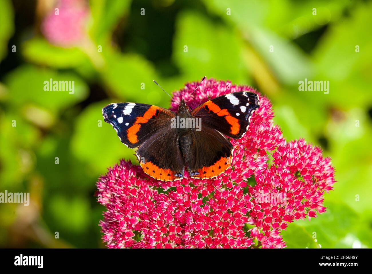 Der rote Admiral-Schmetterling Vanessa atalanta auf dem spectabile Blütenkopf von Sedum in einem englischen Hüttengarten im Herbst, England Stockfoto