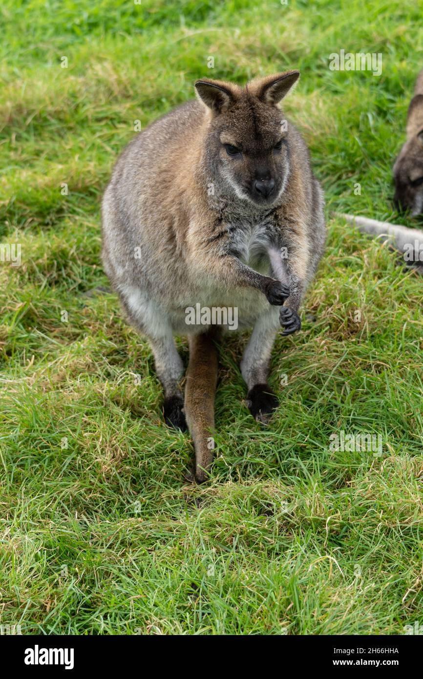 Rothalswallaby auf Gras im Devon Wildpark Stockfoto