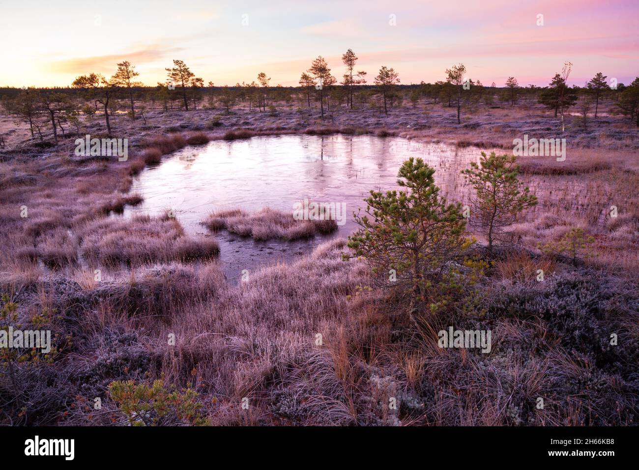 Ein ruhiger und ruhiger Morgen vor Sonnenaufgang in estnischer Moorlandschaft mit einem kleinen Moorsee und leichtem Frost. Im Kuresoo-Moor, Soomaa-Nationalpark. Stockfoto