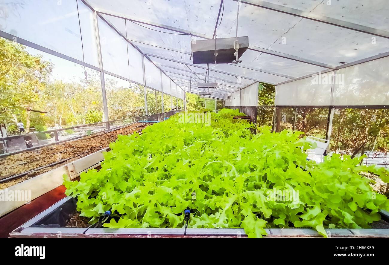 Hydrokultur Gewächshaus Salat Landwirtschaft Farm. Reihen von jungen  Pflanzen wachsen Stockfotografie - Alamy