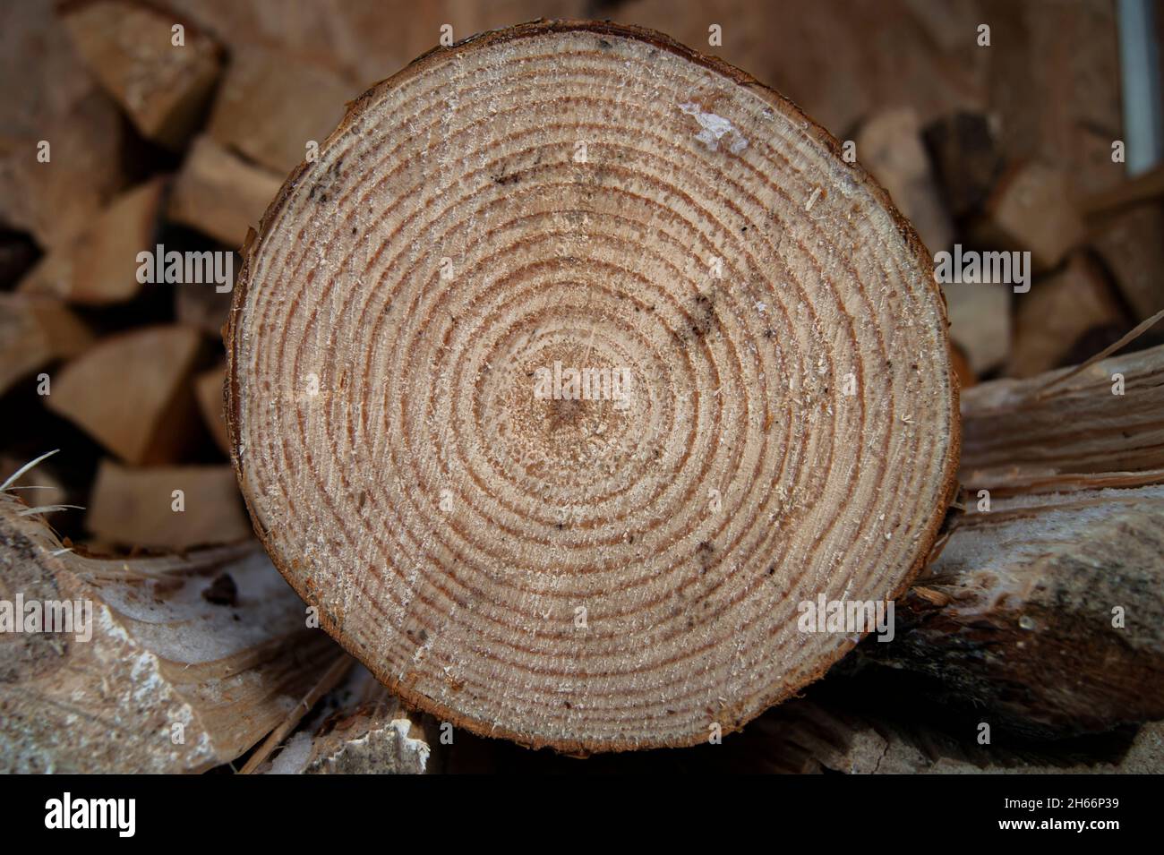 Trockenes Eichenholz, gestapelt in einem Haufen, gehacktes Holz für die Winterheizung des Kamins. Hintergrund aus natürlichem Holz. Im Winter wird es warm und gemütlich. Stockfoto