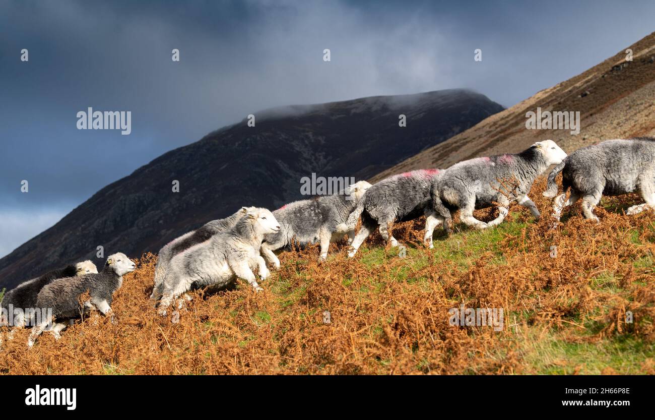 Cinderdale Fell, Cumbria, Großbritannien. 13. November 2021 - Shepherds im Lake District nutzen das gute Wetter, um ihre Herdwick-Mutterschafe aus den hohen Bergen von Cumbria in den unteren Boden zu sammeln, um die jährliche Paarungssaison für die Schafe zur "Tupping Time" zu bringen, so dass die Lämmer im April und Mai geboren werden. Diese Versammlung befindet sich vor dem Cinderdale Common, in der Nähe von Crummock Water, wo die Schafe zur Rannerdale Farm gesammelt werden. Quelle: Wayne HUTCHINSON/Alamy Live News Stockfoto