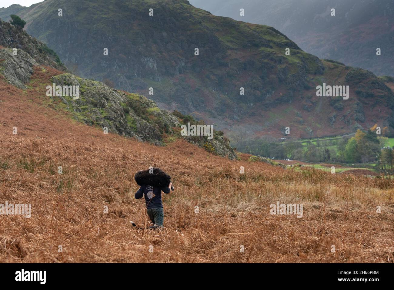 Cinderdale Fell, Cumbria, Großbritannien. 13. November 2021 - Shepherds im Lake District nutzen das gute Wetter, um ihre Herdwick-Mutterschafe aus den hohen Bergen von Cumbria in den unteren Boden zu sammeln, um die jährliche Paarungssaison für die Schafe zur "Tupping Time" zu bringen, so dass die Lämmer im April und Mai geboren werden. Diese Versammlung befindet sich vor dem Cinderdale Common, in der Nähe von Crummock Water, wo die Schafe zur Rannerdale Farm gesammelt werden. Martin Halliday hilft langsam Kredit: Wayne HUTCHINSON/Alamy Live News Stockfoto