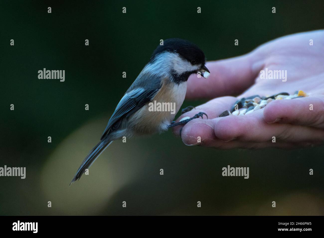 Chickadee, der Samen auf einer Hand isst Stockfoto