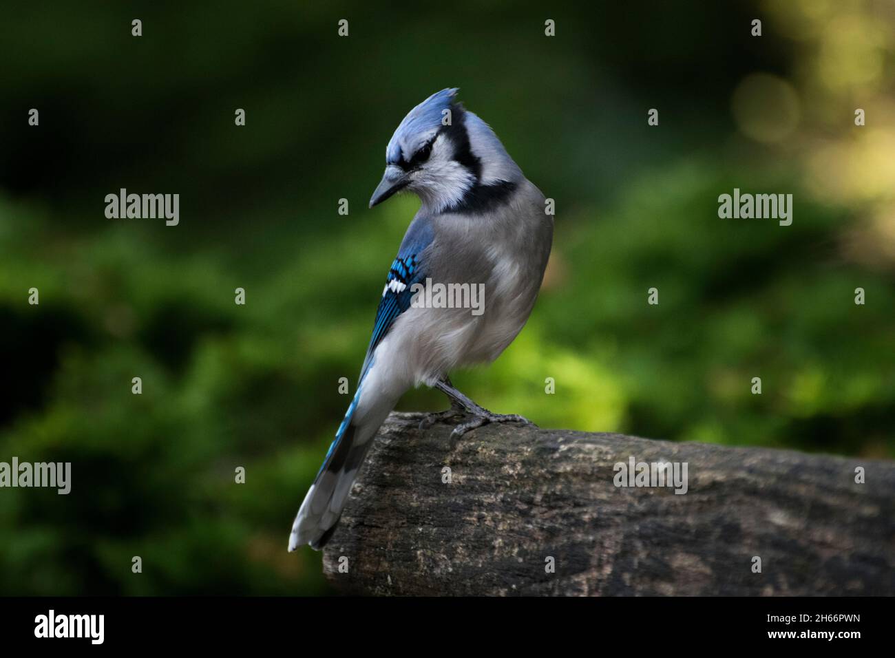 Bluejay auf der Bank Stockfoto