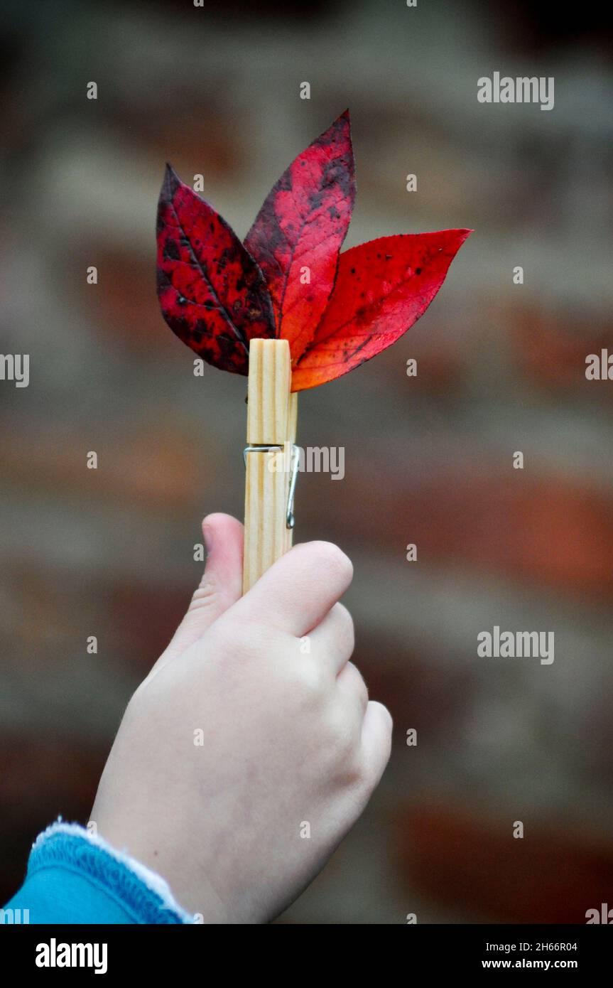 Drei herabgefallene Blätter aus einem Heidelbeerbusch, gruppiert in ein Muster und mit einem Holzkäfig abgeschnitten. Ein Chid hält die Komposition. Stockfoto