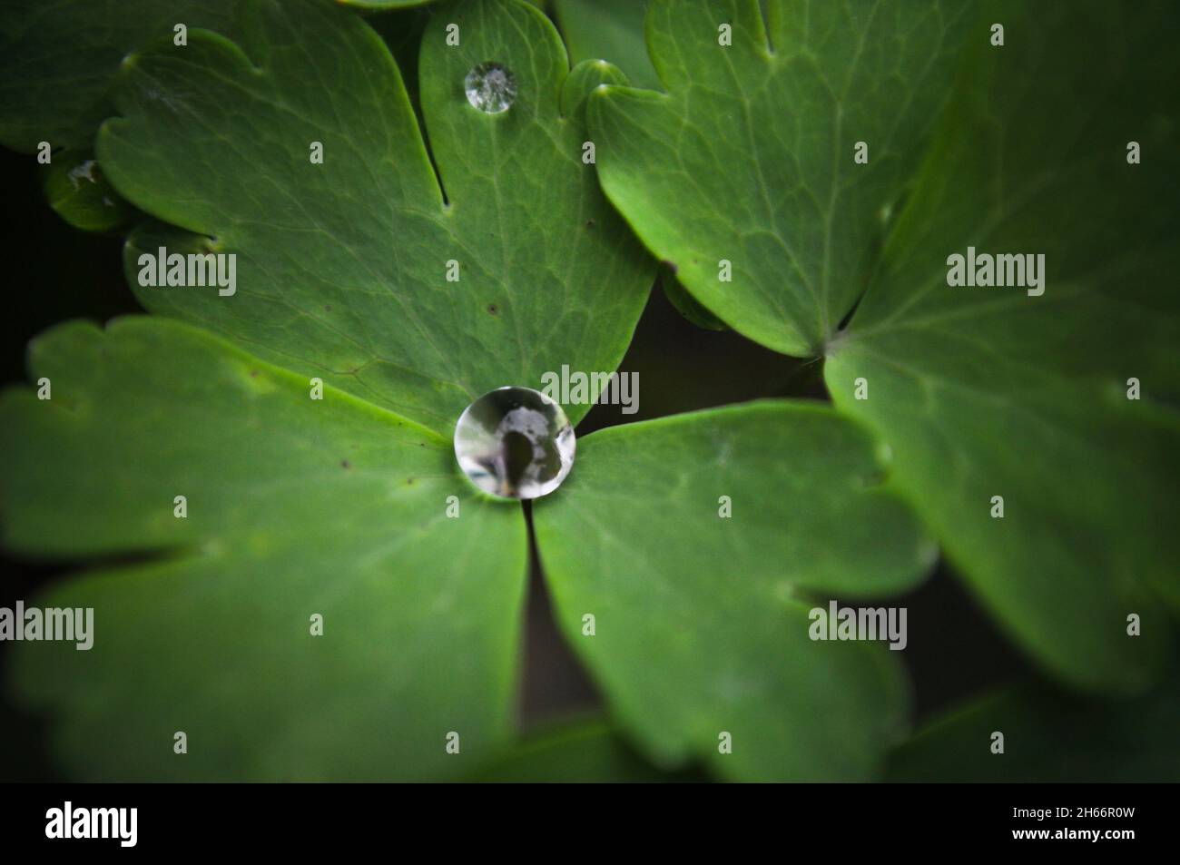 Wassertropfen auf einem Aquilegia-Blatt Stockfoto