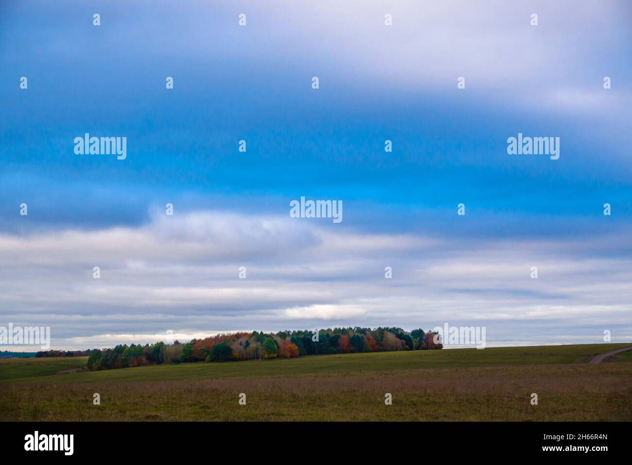 Schönes gemischtes herbstliches Laub mit grünen, roten, bernsteinfarbenen, gelben und goldenen Farbtönen auf einem englischen Waldwald unter tiefblauem bewölktem Himmel Stockfoto