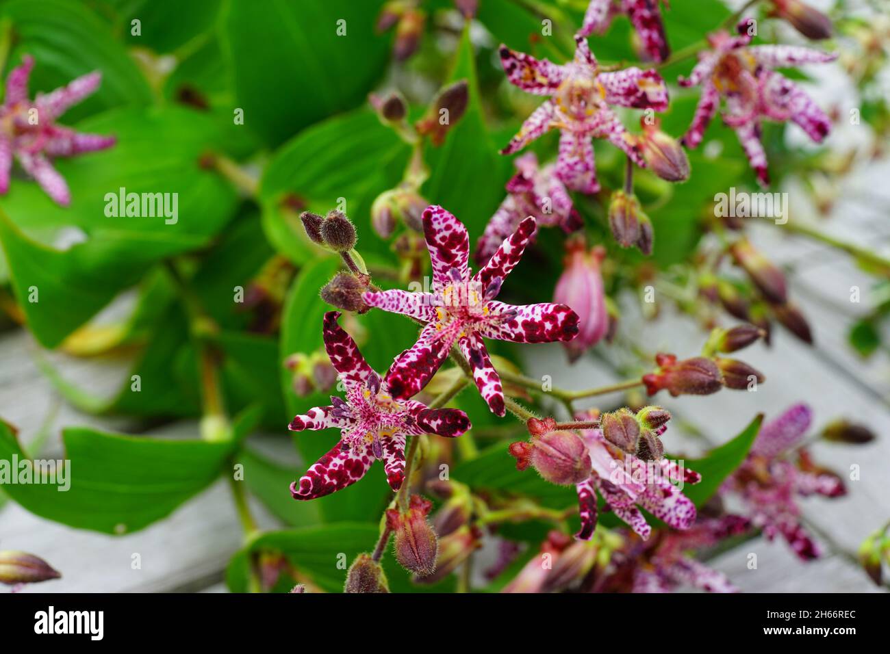 Stängel von violetten Tricyrtis hirta (behaarte Krötenlilie) Blüten Stockfoto