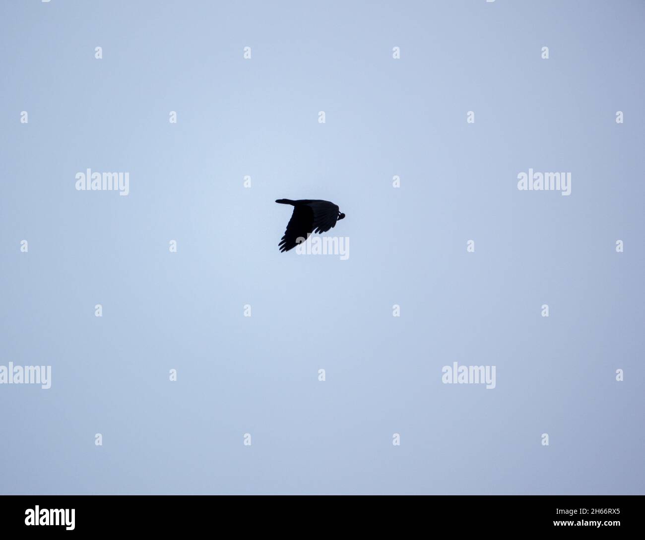 Ein parlament von Saatkrähen (Corvus frugilegus), das gegen den wolkenlosen Himmel in ihre nisten Silhoutten zurückkehrt Stockfoto