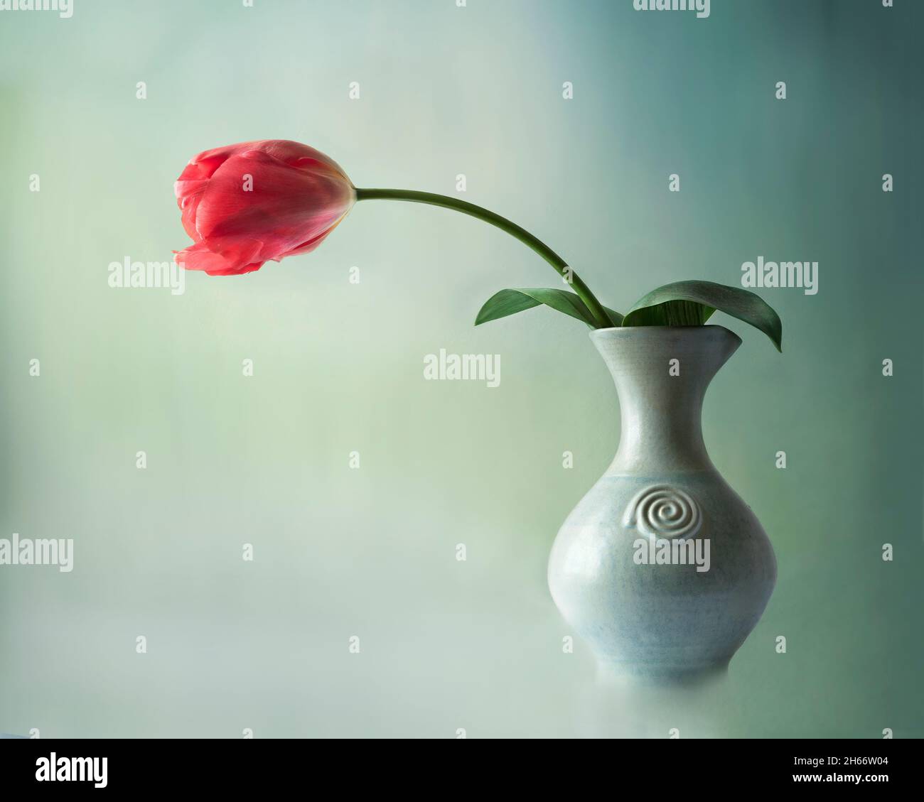 Dieses Bild zeigt eine minimalistische Stillleben-Komposition einer einzelnen rosa Tulpe in einer hellen Keramikvase. Stockfoto